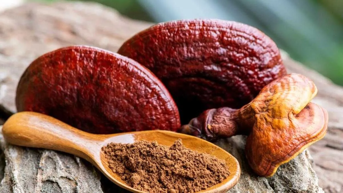 Reishi Mantarı Nedir? Faydaları nelerdir