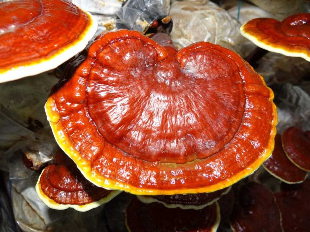 Reishi Mantarı Mucizesi