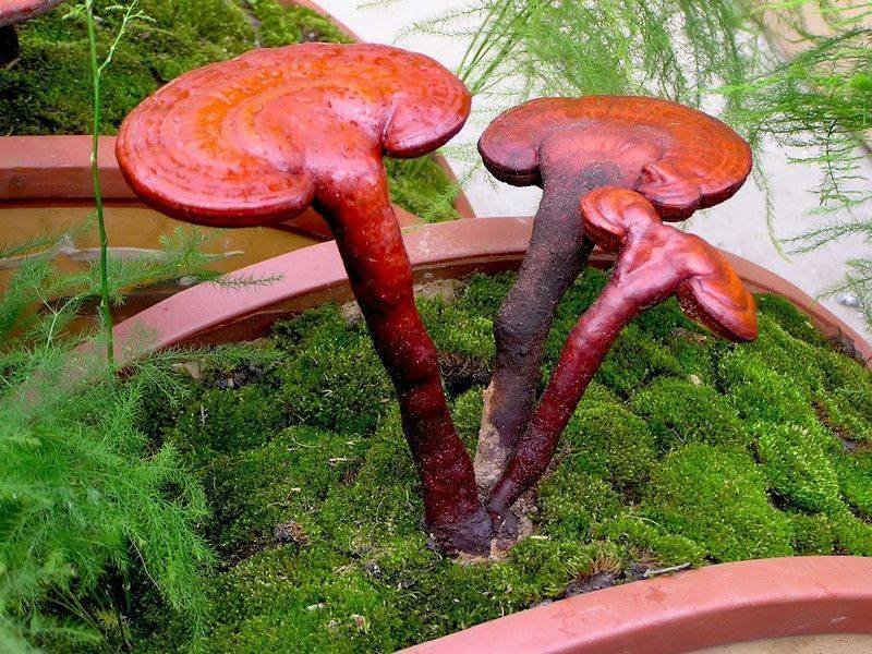 Reishi Mantarı Nedir? Faydaları nelerdir?