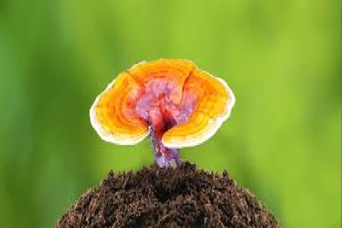 Reishi Mantarı Nedir? Faydaları nelerdir